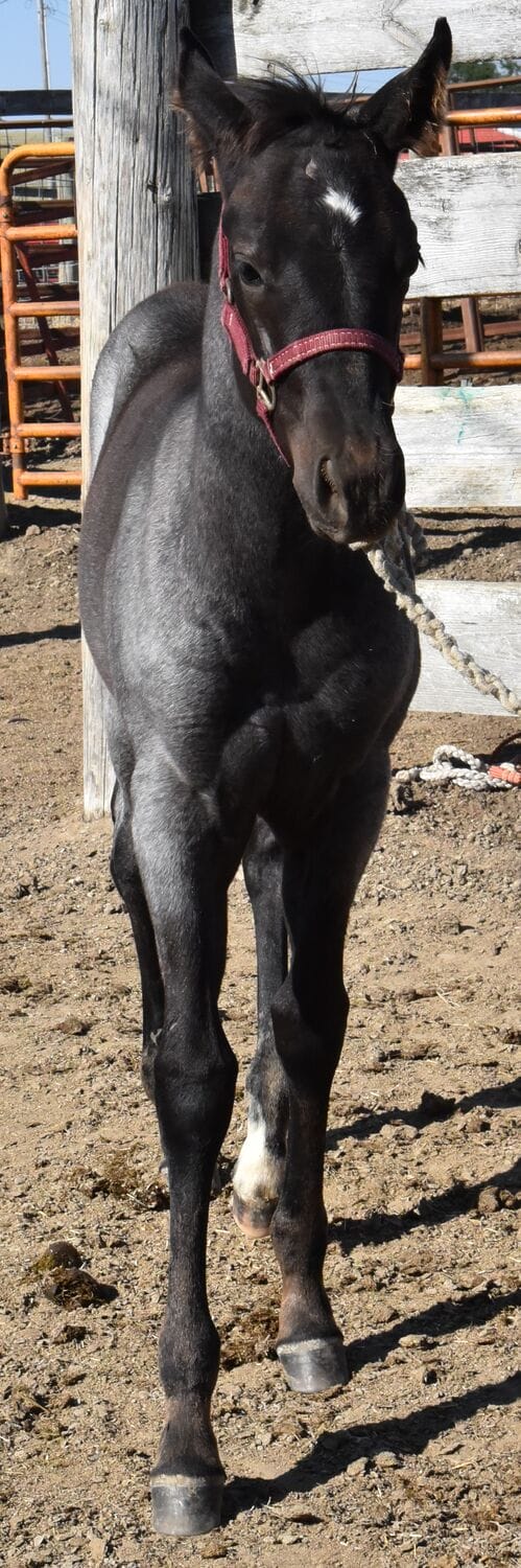 Ideal blue roan filly with a beautiful mind-a performance prospect deluxe!