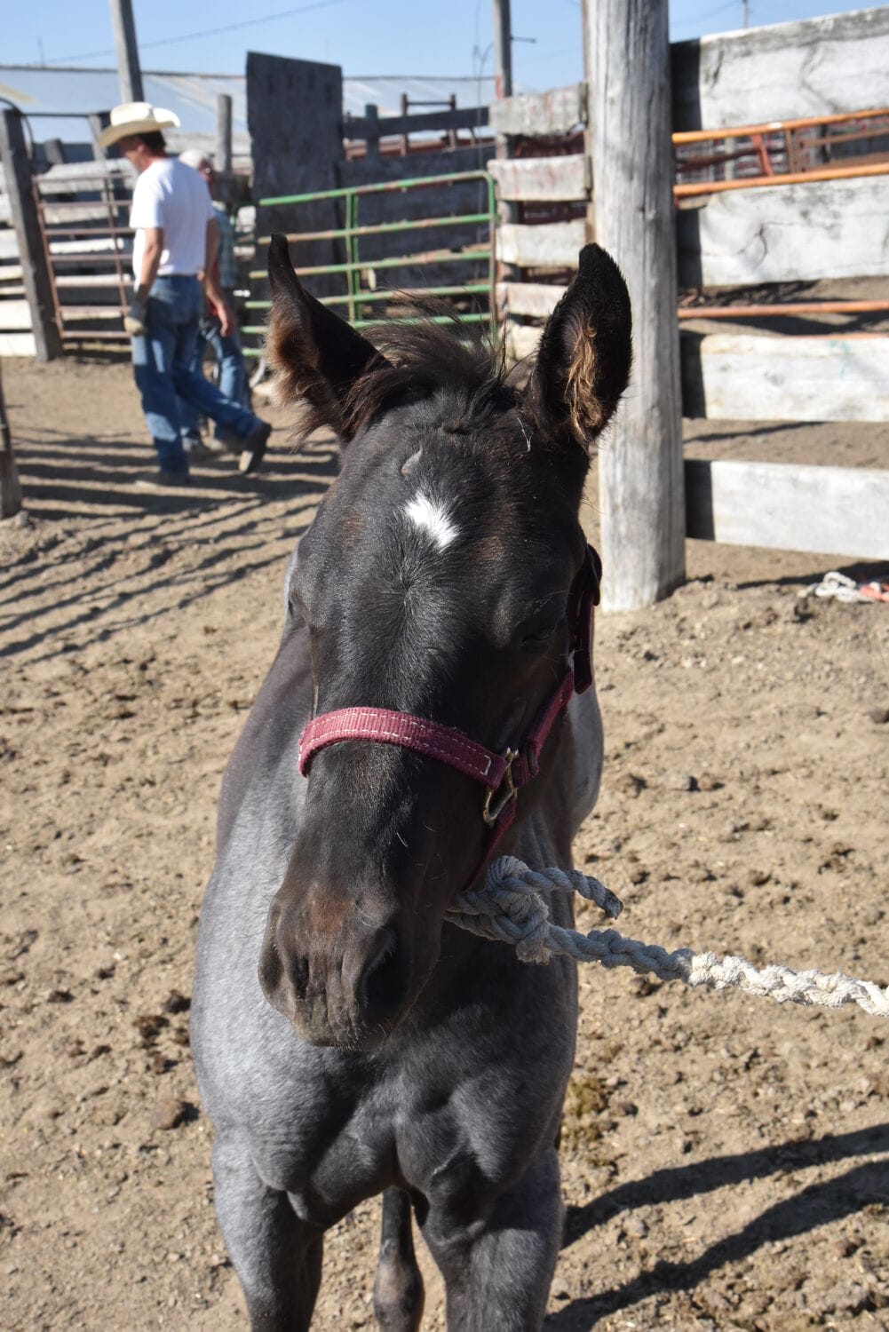 Ideal blue roan filly with a beautiful mind-a performance prospect deluxe!