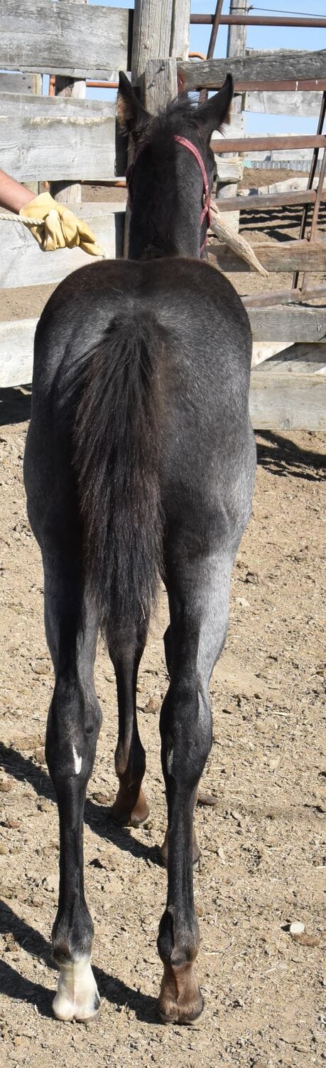 Ideal blue roan filly with a beautiful mind-a performance prospect deluxe!