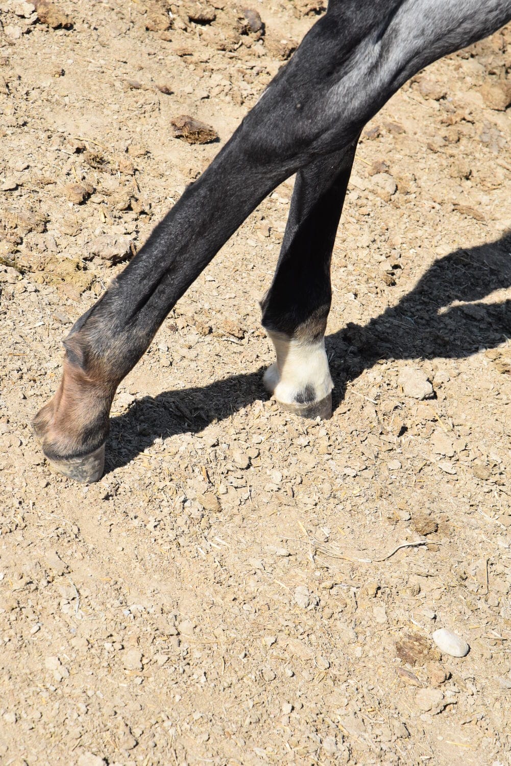 Ideal blue roan filly with a beautiful mind-a performance prospect deluxe!