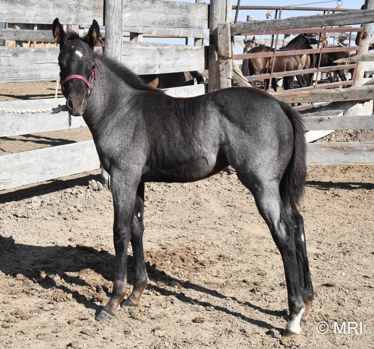 Ideal blue roan filly with a beautiful mind-a performance prospect deluxe!
