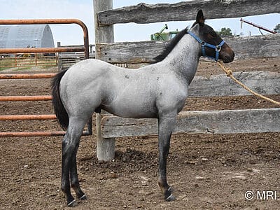 Bay Roan with Balance and Style and Depth