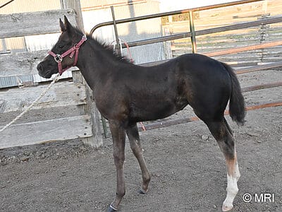 Sweet responsive and quick moving black Quarter Horse filly
