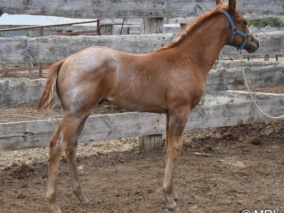 2023 Horses for sale in mn craigslist SMC Hay 