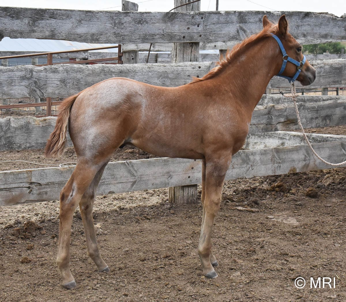 Big strong red roan roping prospect.