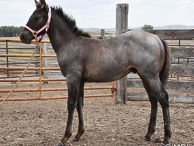 Unique colored roan colt that is a powerhouse!