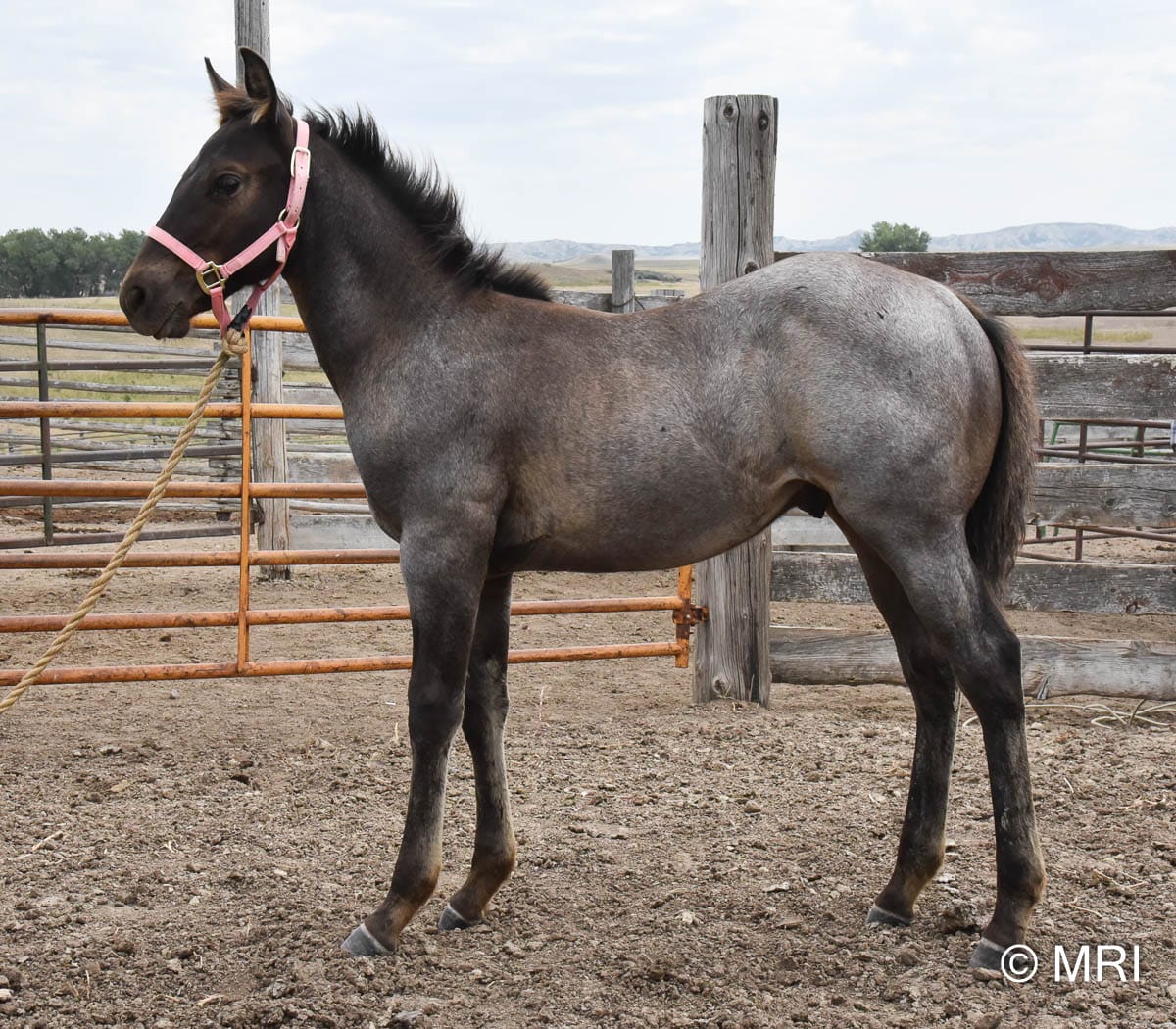 Unique colored roan colt that is a powerhouse!