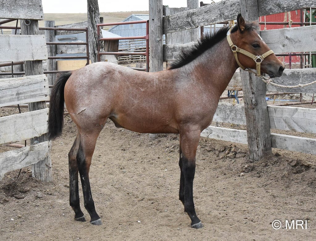 This bay roan beauty is a SPECTACULAR filly!