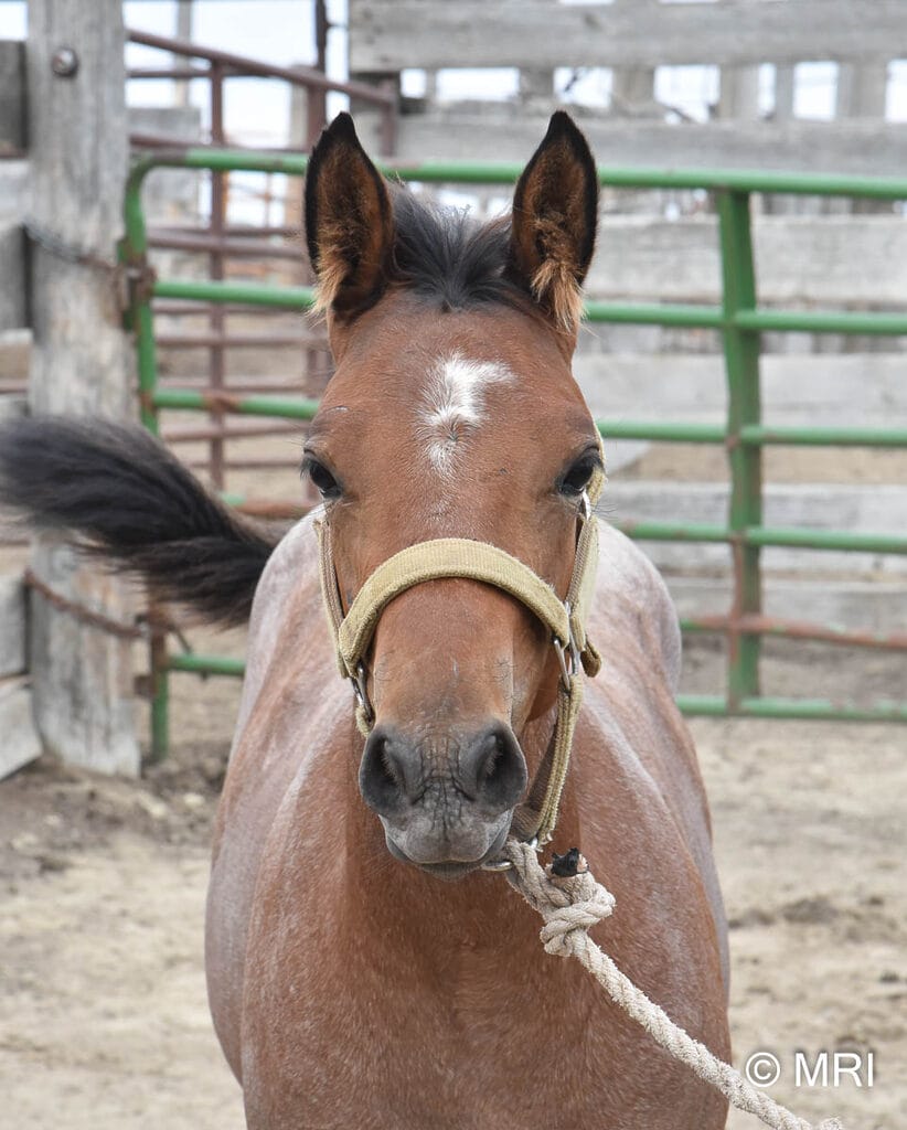 This bay roan beauty is a SPECTACULAR filly!