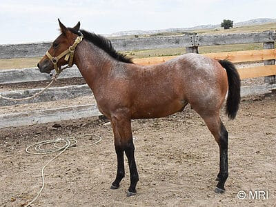 This bay roan beauty is a SPECTACULAR filly!
