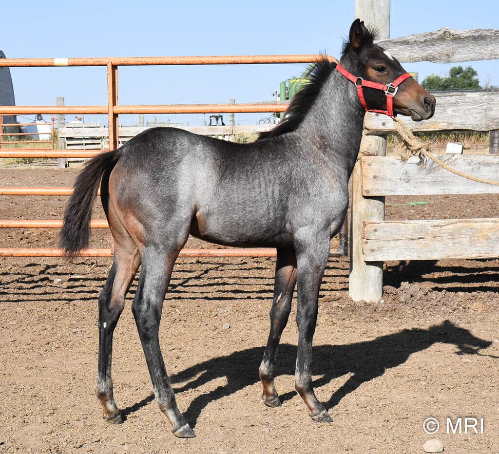 Pretty head and our ideal conformation in this bay roan filly