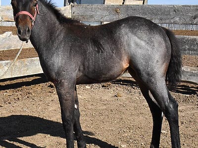 the ideal ranch horse partner size bone cow sense speed gentleness and pretty