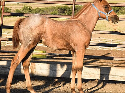 Red roan filly is shapey smart catty and stylish. Bred to run and rope.