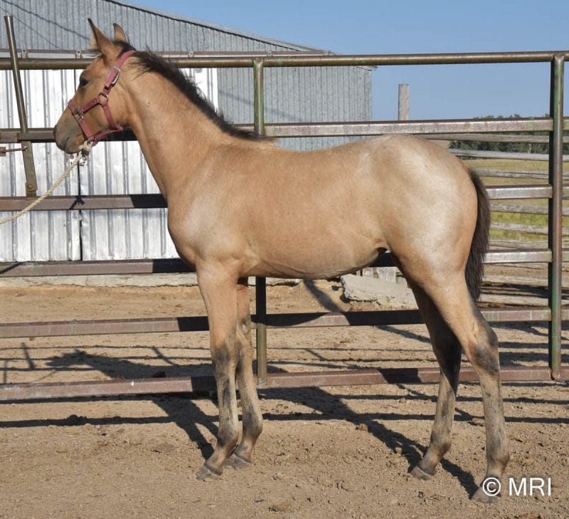 Balanced Smooth-Traveling Pretty and Smart Buckskin Roan Filly