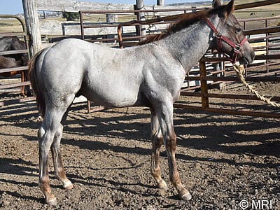 red roan colt full of cow sense roping talent & barrel speed!