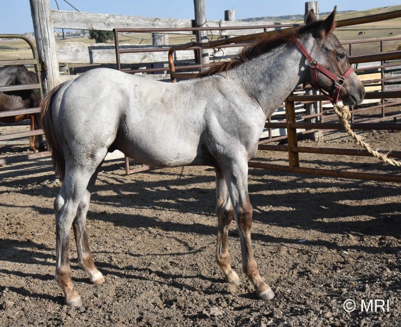 red roan colt full of cow sense roping talent & barrel speed!