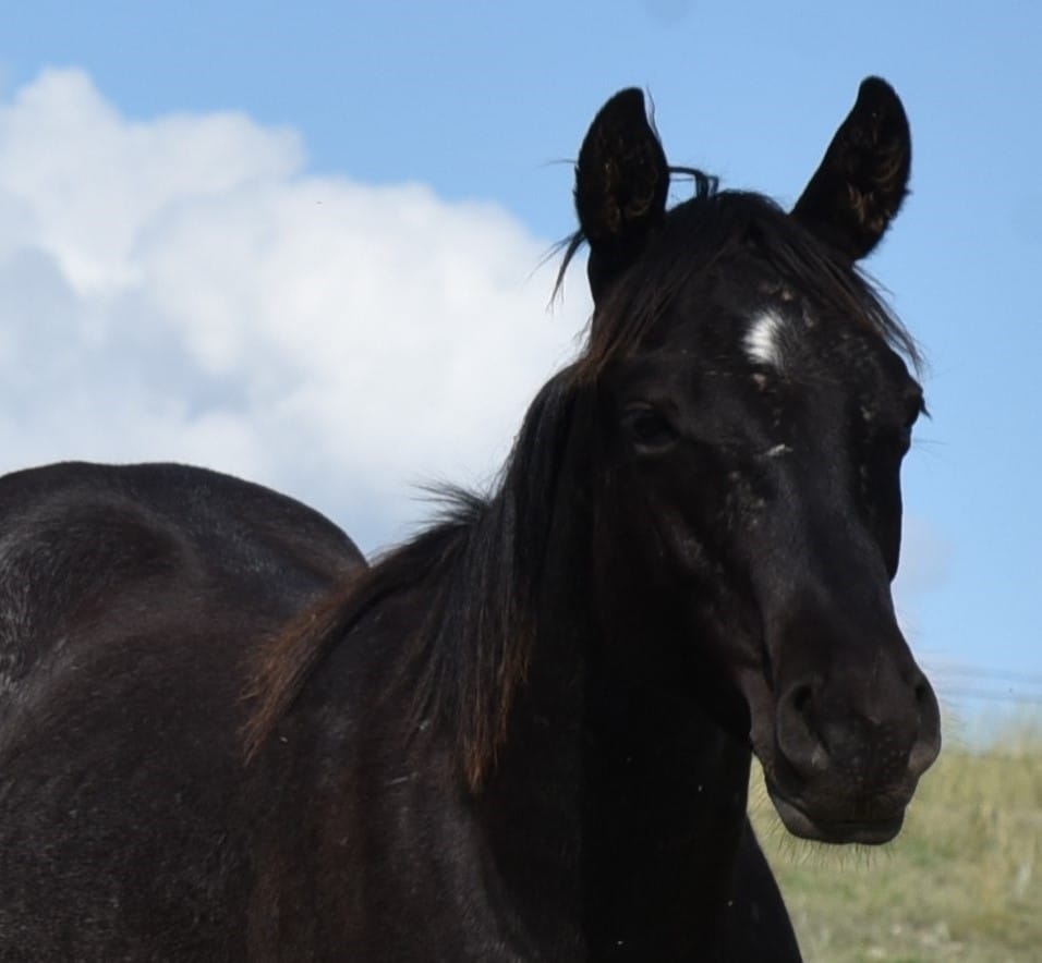 MRI Solid Blue Oak – sold to UT