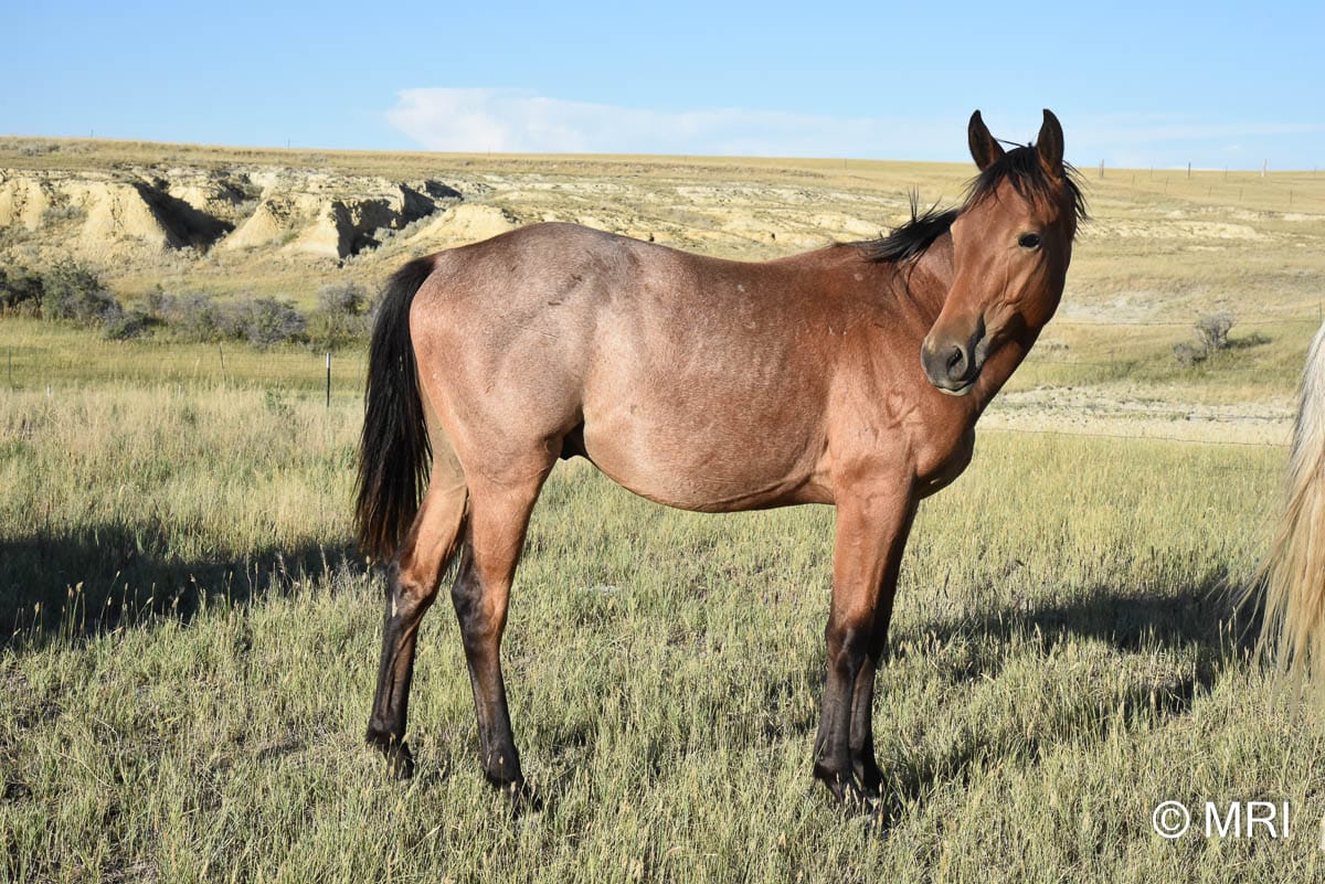 MRI Whistling By You – sold to MT