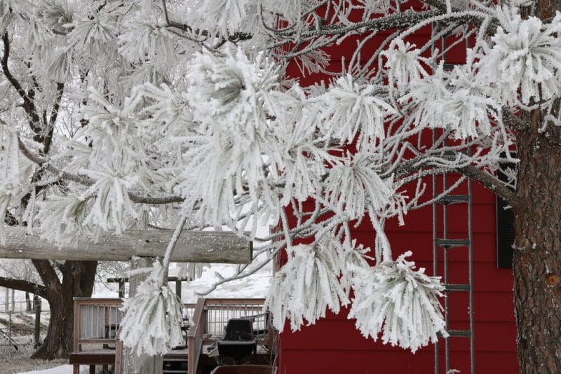 Beautiful frost on trees outside a red house