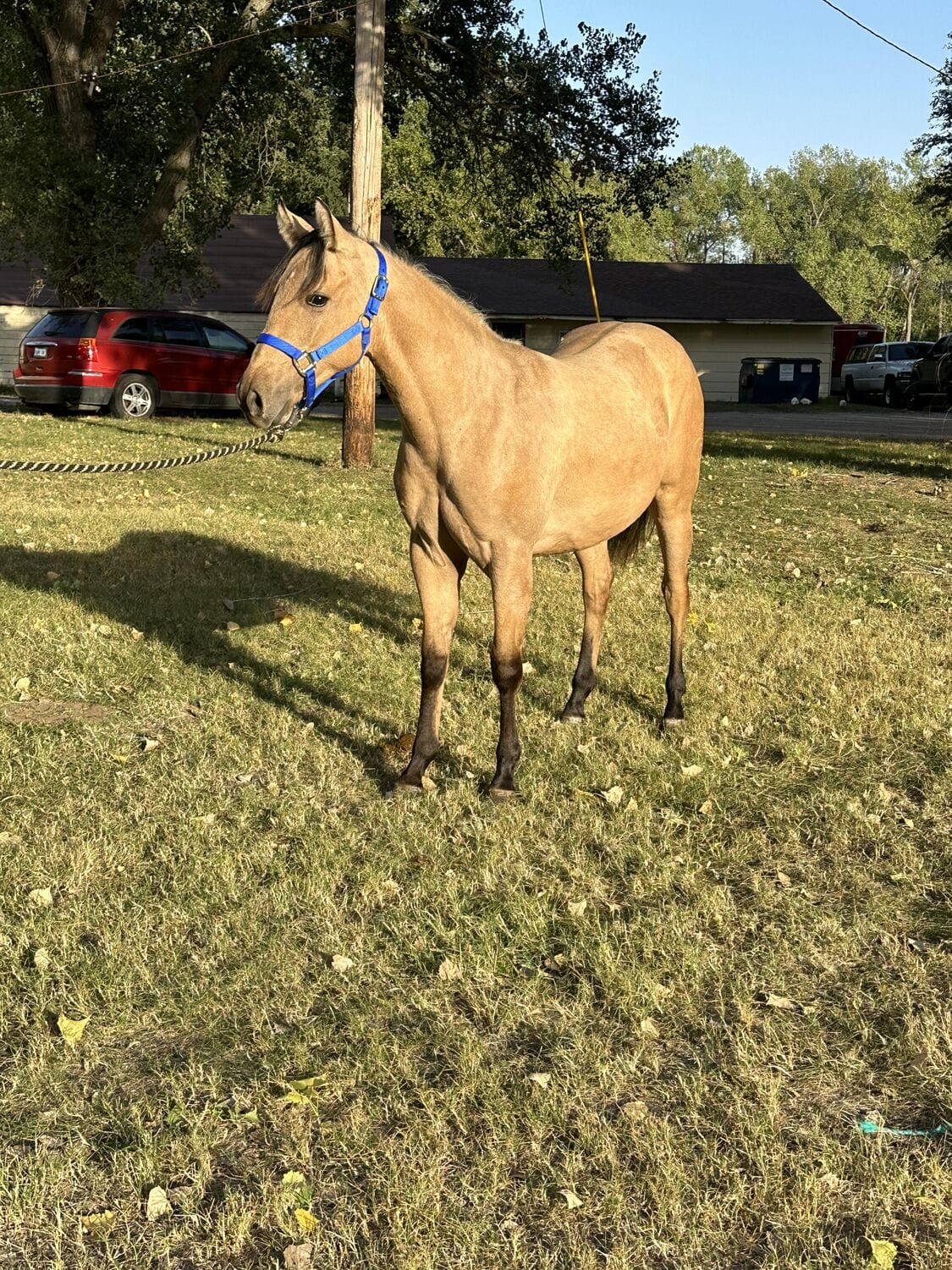2018 Red roan stallion. Sire: Freckles Ta Fame. Dam: Streakin French Grey Streak of Fling x French TJ Grey