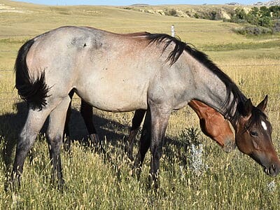 Beautiful bay roan Quarter Horse filly grazing