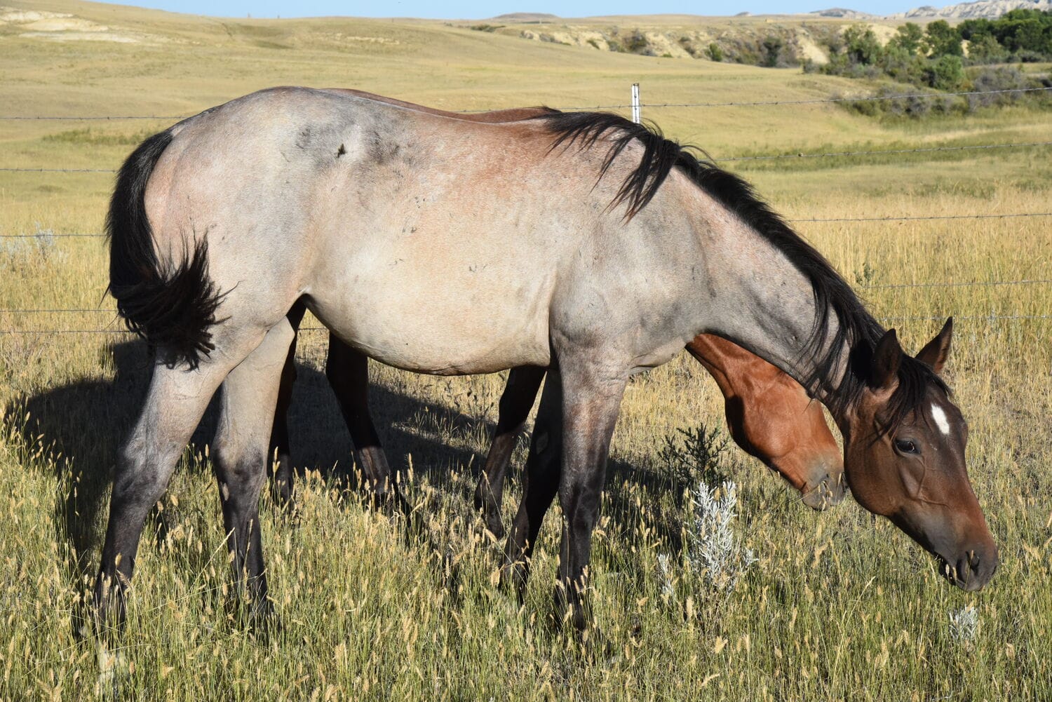 Beautiful bay roan Quarter Horse filly grazing