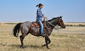 MRI stallions are all ridden regularly on the ranch.
