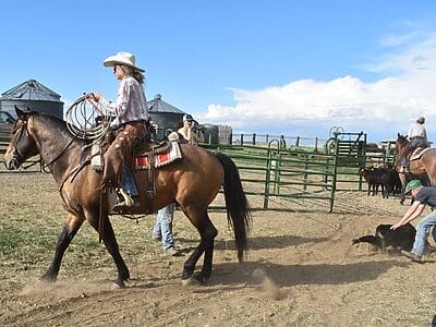 Ranch horse and roper dragging a calf to the branding fire.