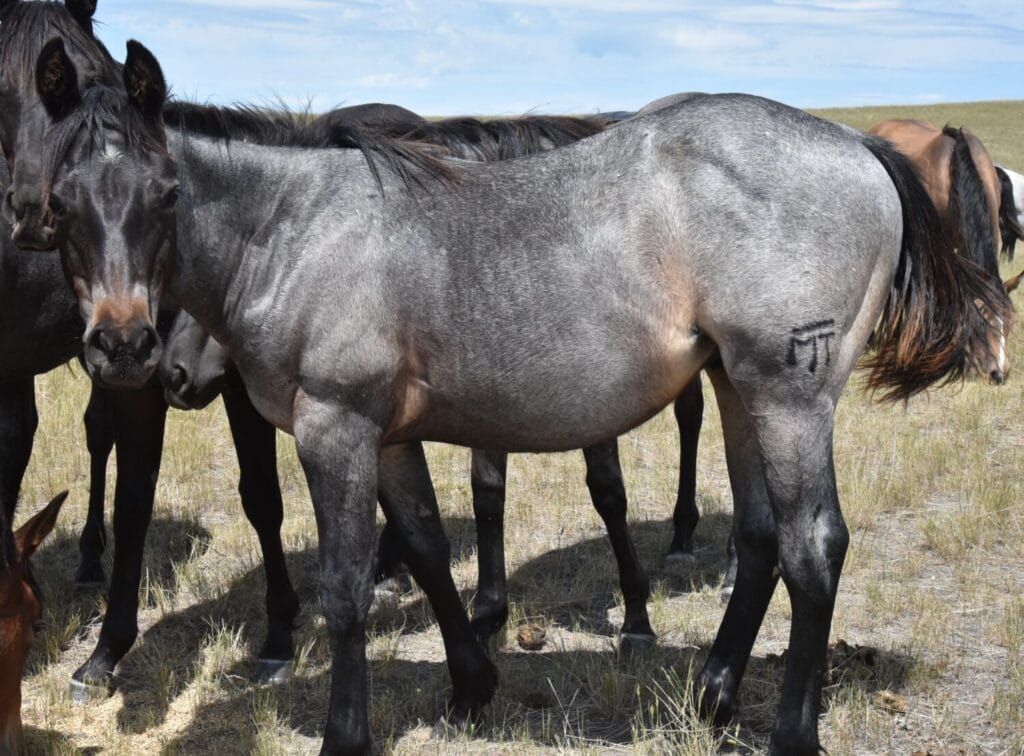 An ideal colt who has limitless options ahead of him.
