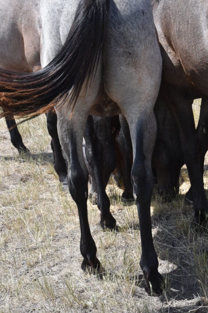 An ideal colt who has limitless options ahead of him.