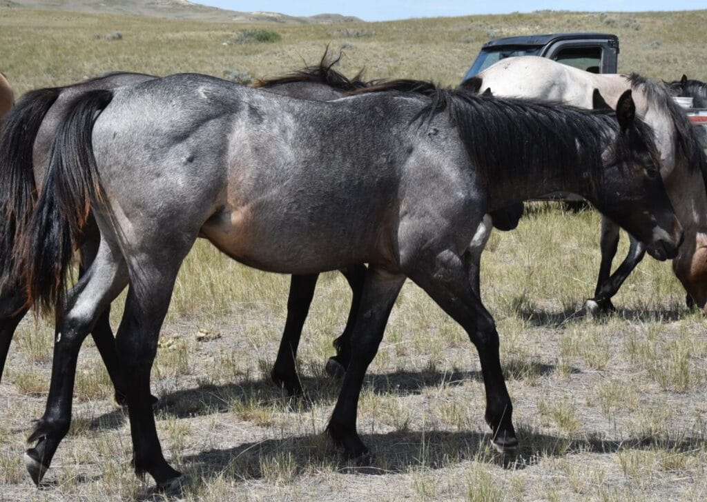 An ideal colt who has limitless options ahead of him.