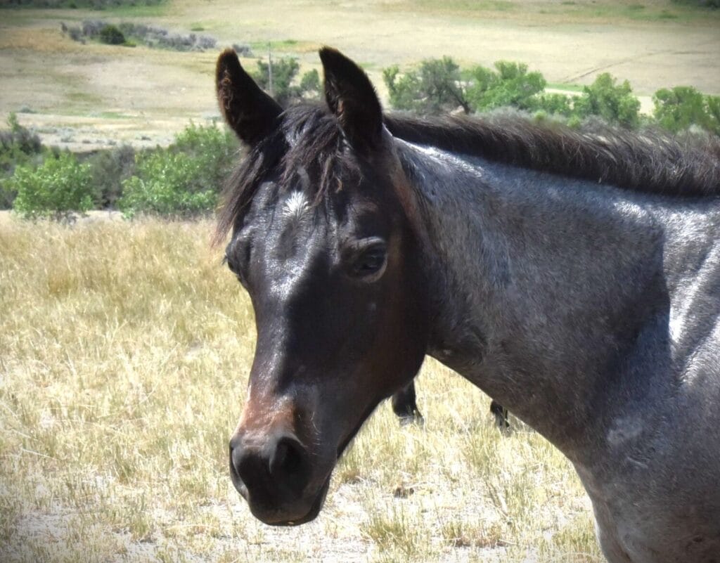 An ideal colt who has limitless options ahead of him.