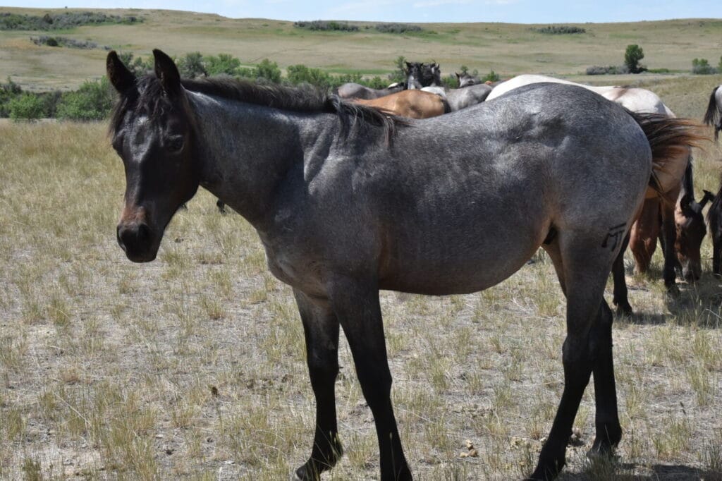 An ideal colt who has limitless options ahead of him.