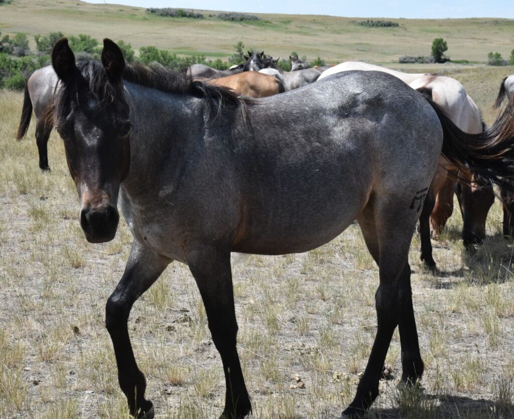 An ideal colt who has limitless options ahead of him.
