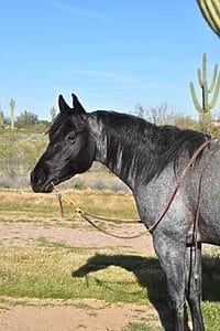 MRI ColonelSparkLena (Spark) – reference sire