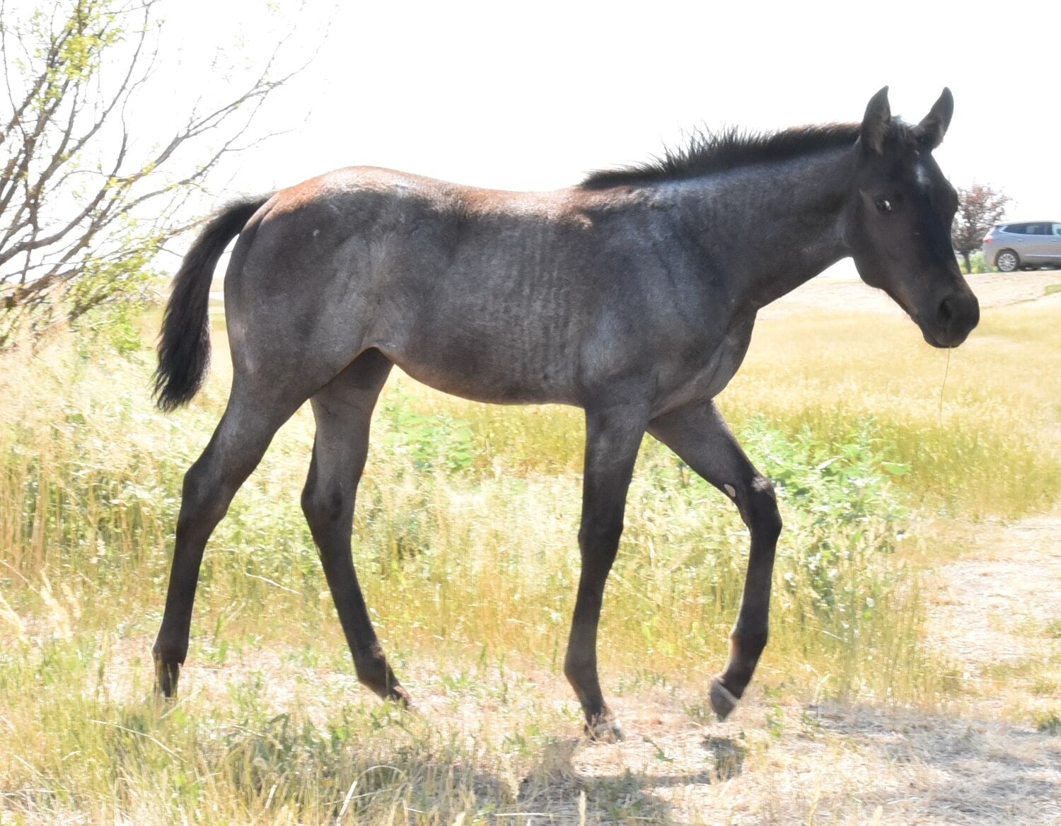 MRI Blue Bell Ripple