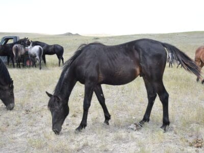 Quarter Horses