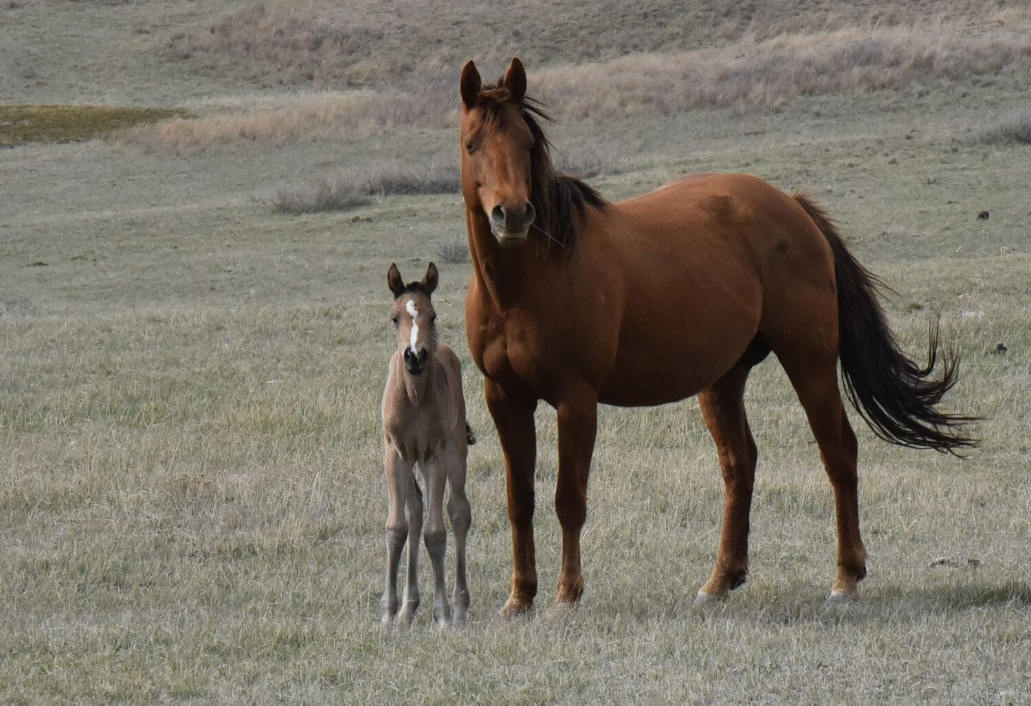 MRI Paparazza Spirit (Pop)