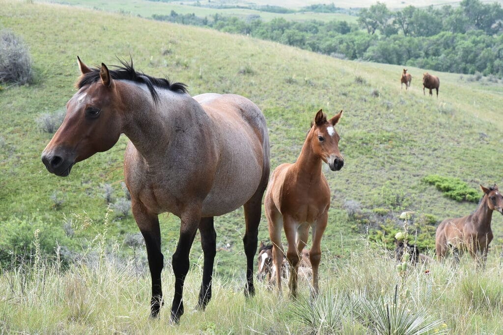 Big strong bay roan roping prospect.