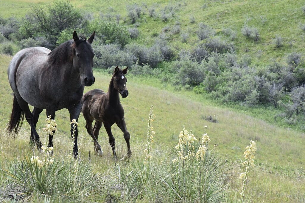Fantastic blue roan filly!