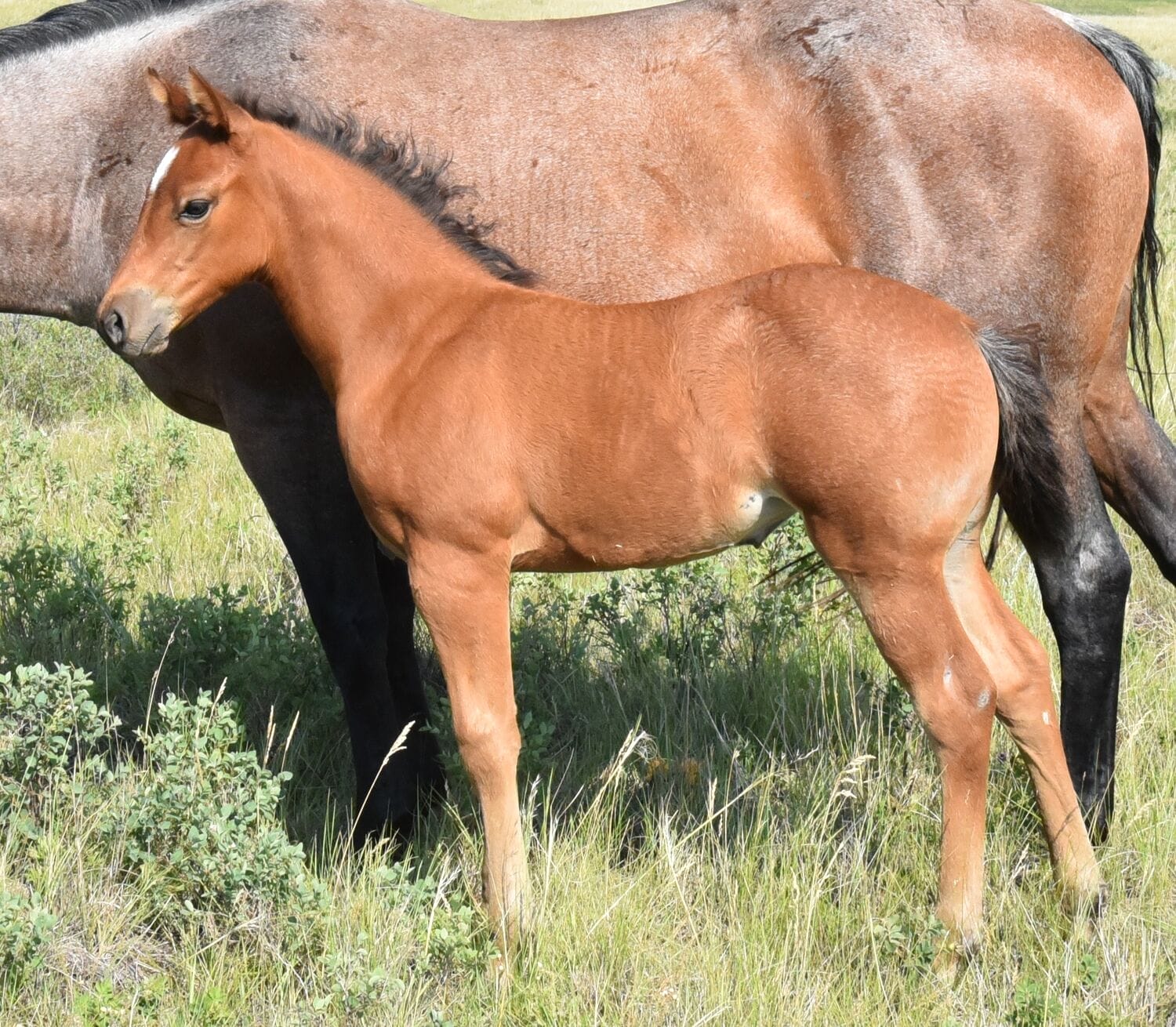 Big strong bay roan roping prospect.