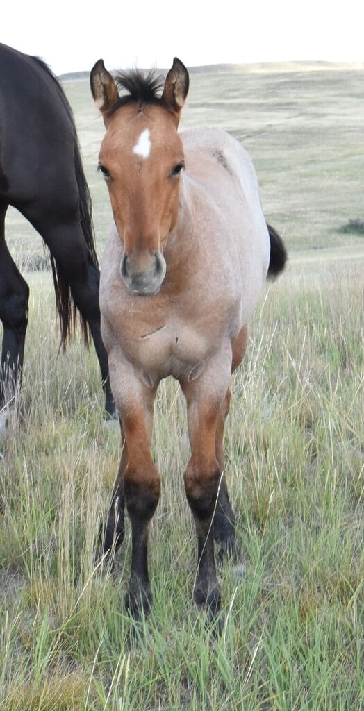 Dun roan roping prospect filly bred with speed and cow!
