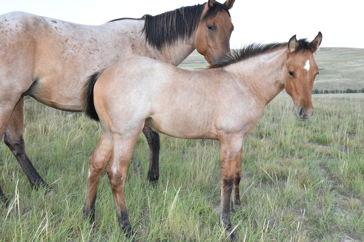 Dun roan roping prospect filly bred with speed and cow!