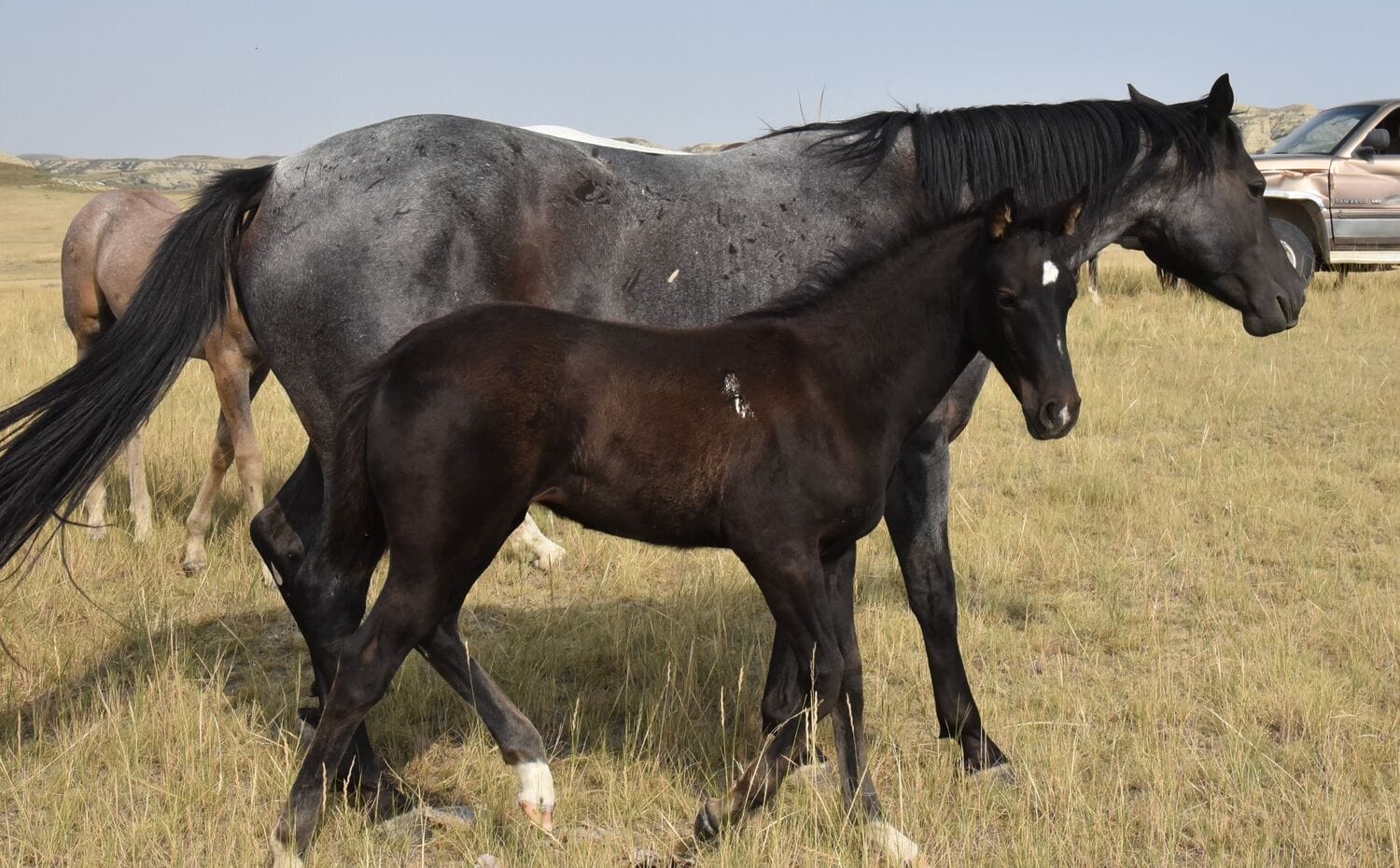 Fantastic blue roan filly!