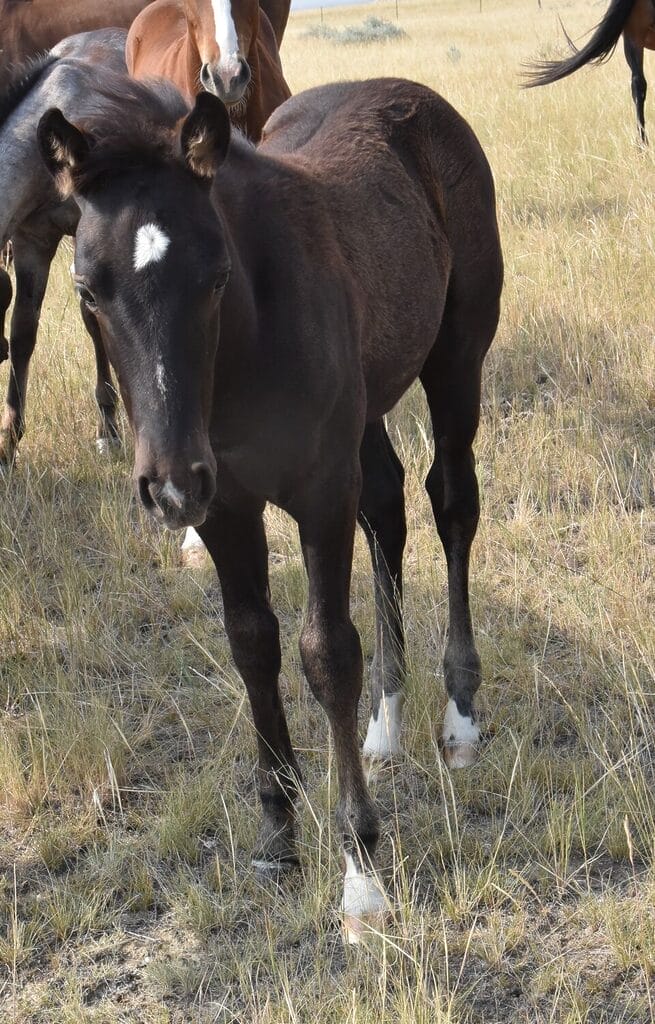 Fantastic blue roan filly!
