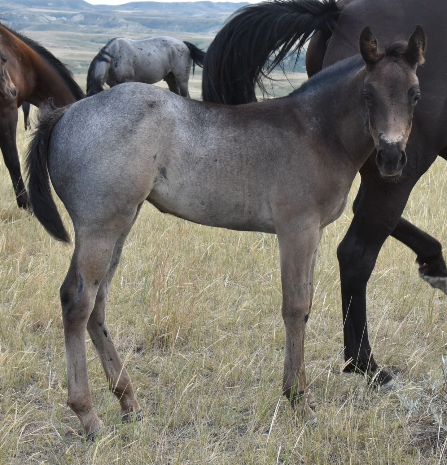 Ideal blue roan filly with a beautiful mind-a performance prospect deluxe!