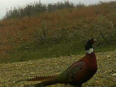 deer hunting,antelope hunting,bird hunting,wild turkey hunting,big game hunting adventures,hunting in Montana