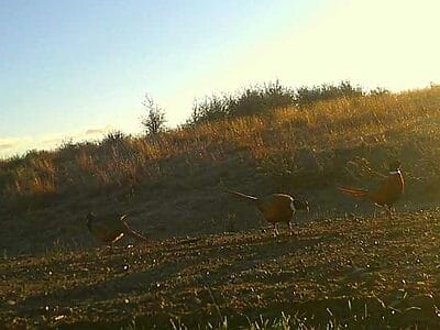 deer hunting,antelope hunting,bird hunting,wild turkey hunting,big game hunting adventures,hunting in Montana