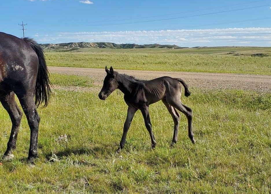 Ideal blue roan filly with a beautiful mind-a performance prospect deluxe!
