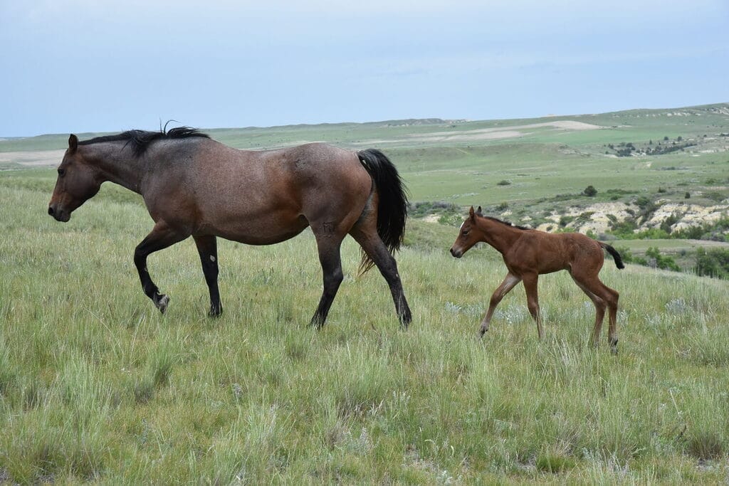 Big strong bay roan roping prospect.